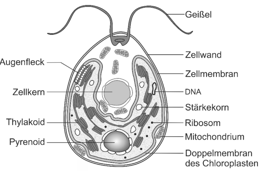 Beschriftete Darstellung einer Grünalge mit Zellorganellen, Augenfleck, Geißeln und Chloroplasten.